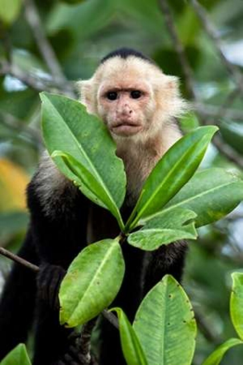 Capuchin Monkey I Poster Print by Larry Malvin - Item # VARPDXPSMAL243